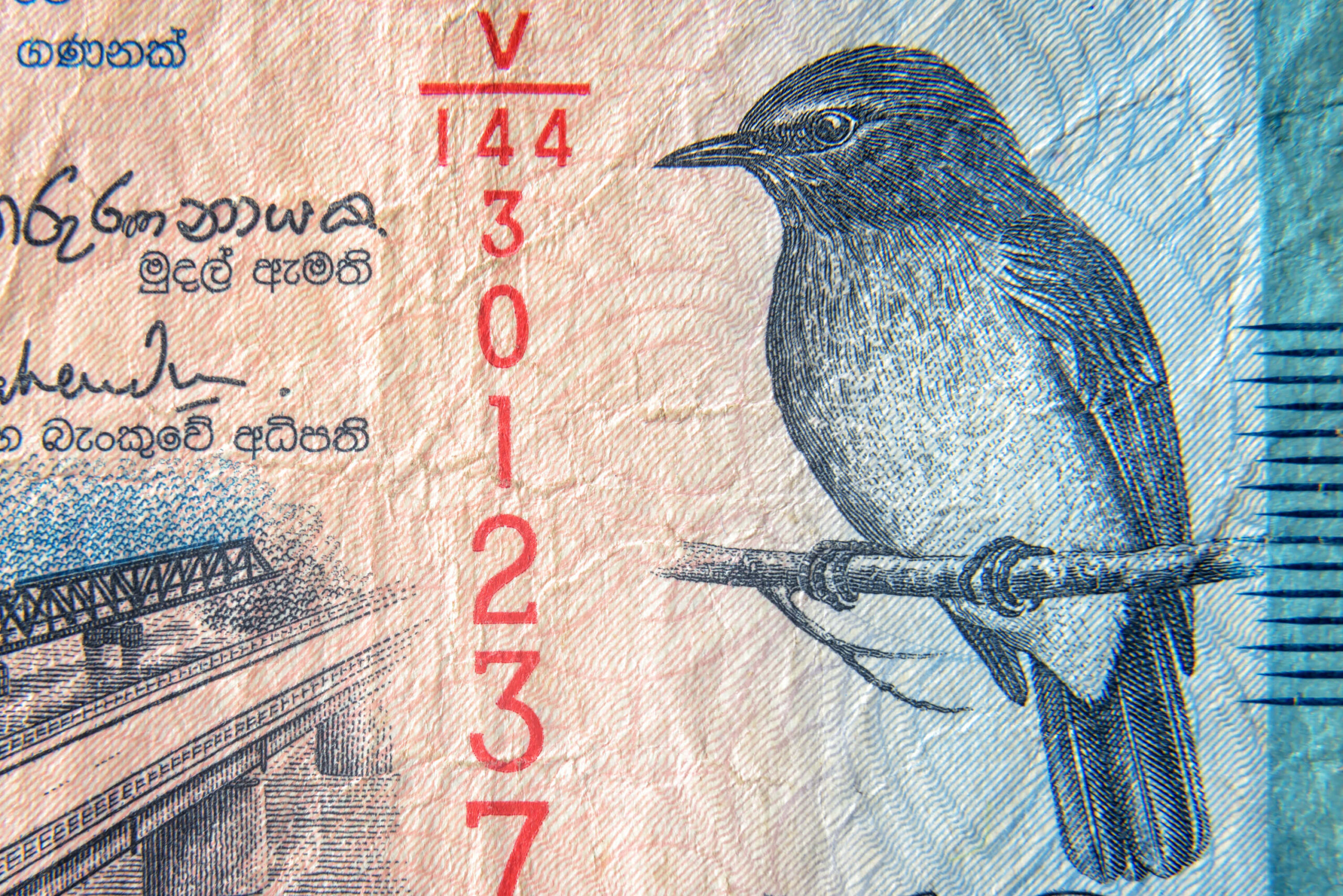 Sri Lanka Currency Close Up. Macro View Of 50 Rupees Bill. Detail Of Srilankan Banknote With Flycatcher Bird.